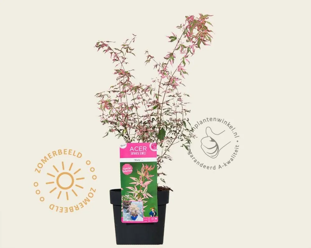 Meest verkocht | Acer palmatum ‘Marlo‘