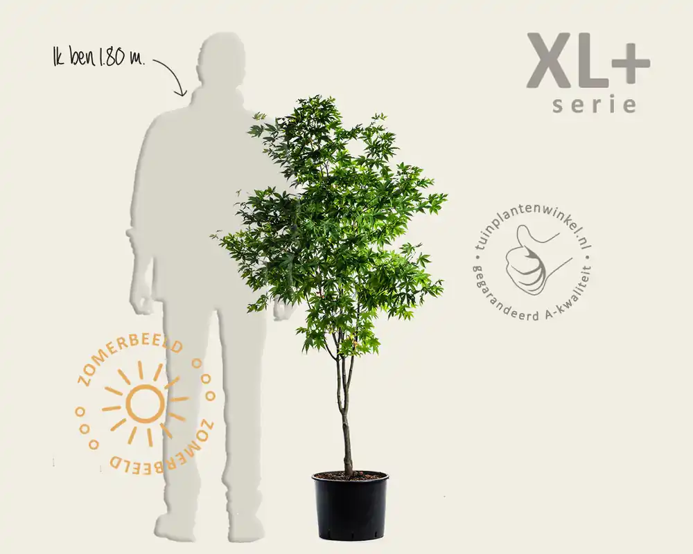 Acer palmatum ‘Osakazuki‘ - XL+ - Online kopen