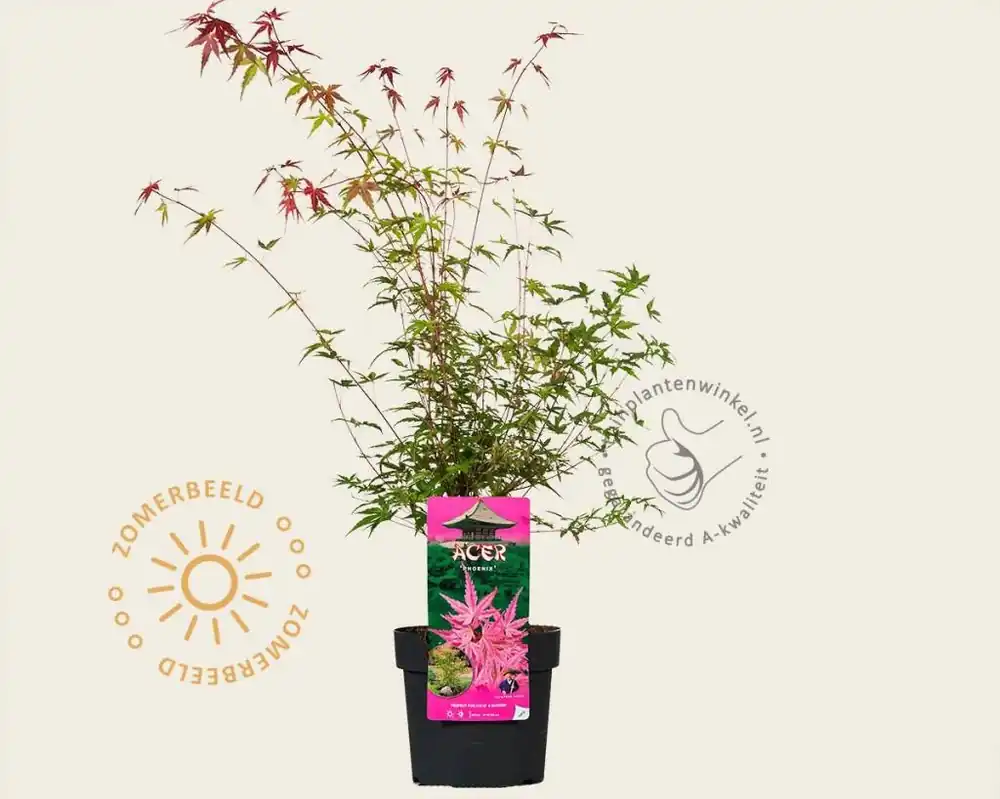 Makkelijk bestellen | Acer palmatum ‘Phoenix‘