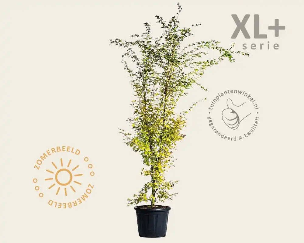 Acer palmatum ‘Sangokaku‘ - XL+ | Korting