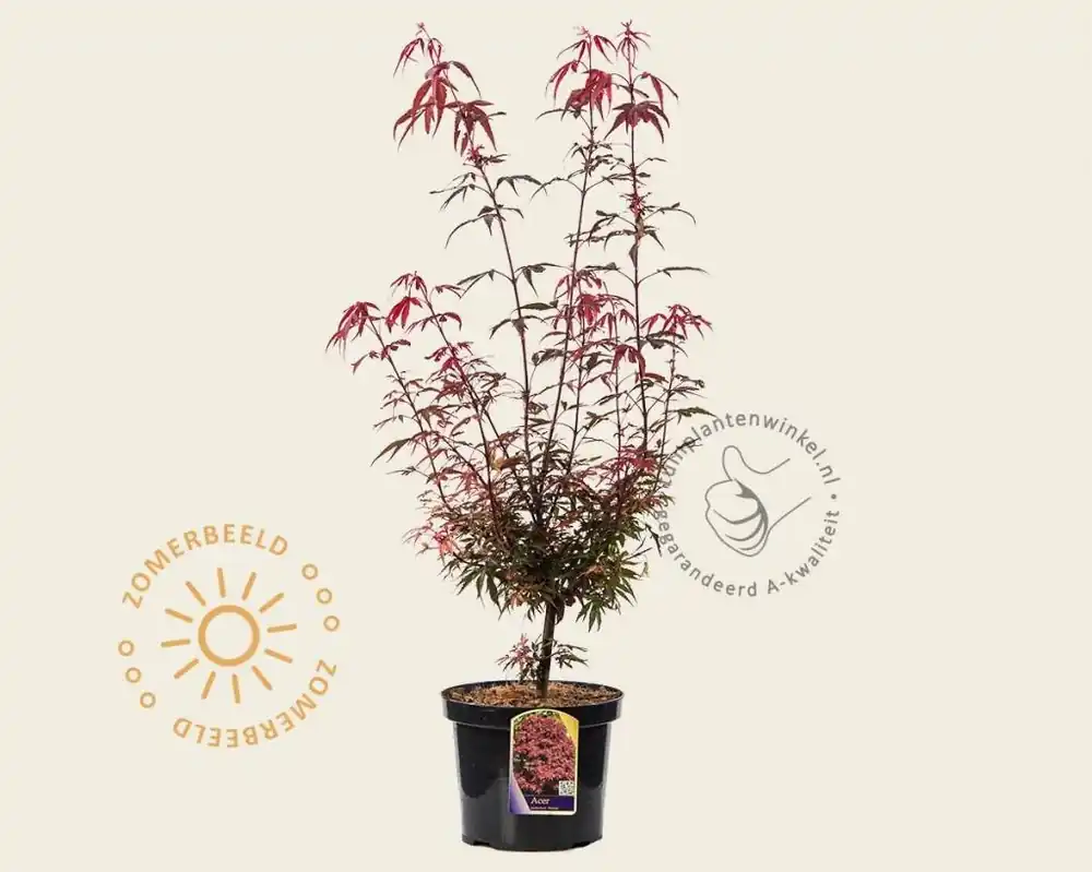 Acer palmatum ‘Shaina‘ - Rechtstreeks van de fabrikant