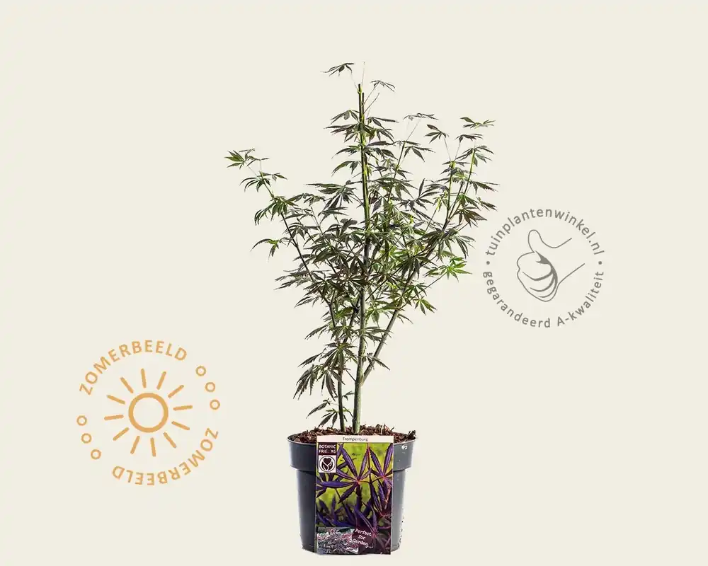 Direct beschikbaar | Acer palmatum ‘Trompenburg‘