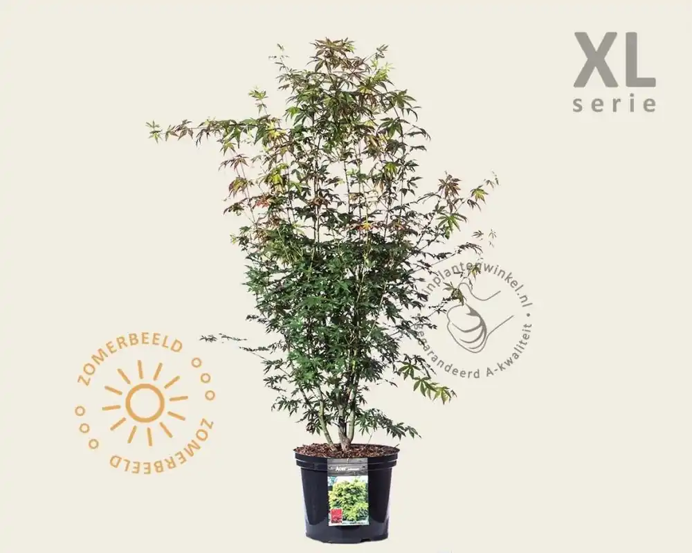 Nu beschikbaar | Acer palmatum - XL