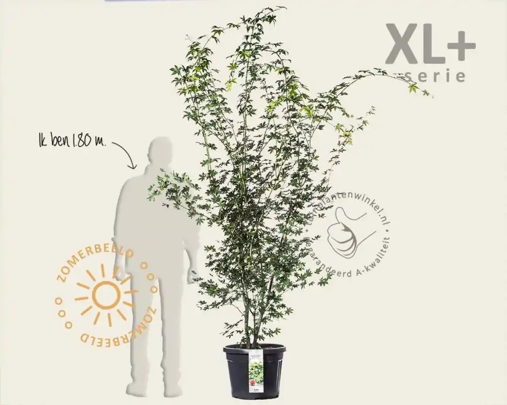 Beperkte voorraad - Acer palmatum - XL+