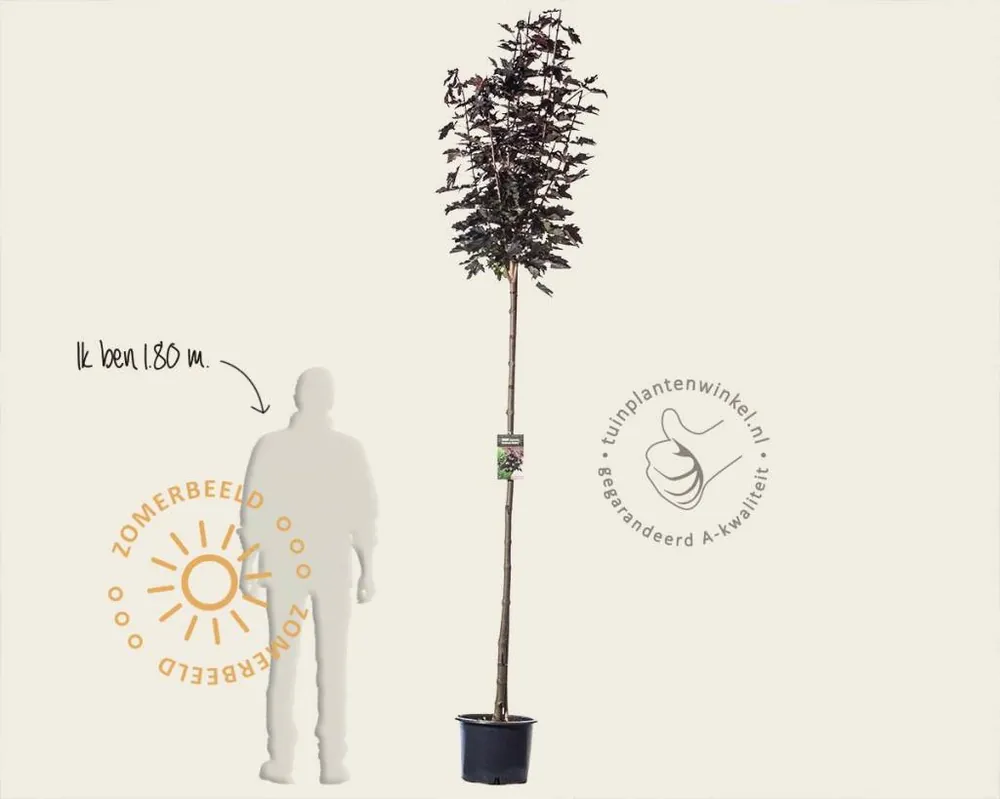 Nieuwe release | Acer platanoides ‘Crimson Sentry‘ - 180 cm stam