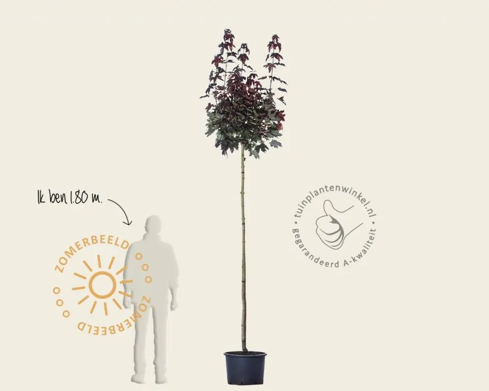 Acer platanoides ‘Crimson Sentry‘ - 225 cm stam - Populair