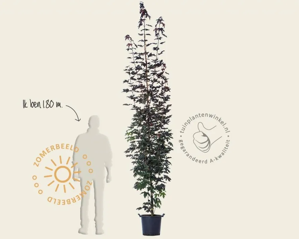 Acer platanoides ‘Crimson Sentry‘ - beveerd - Klaar voor verzending