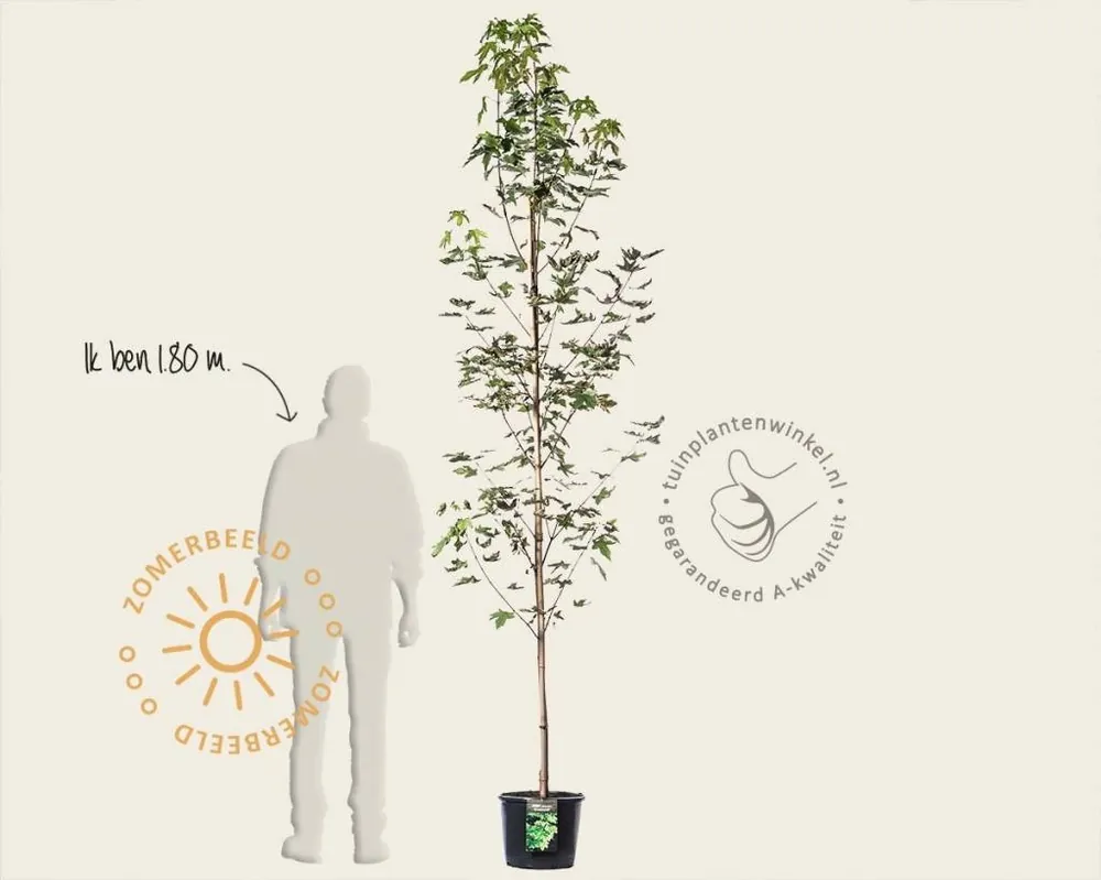 Topprijs | Acer platanoides ‘Drummondii‘