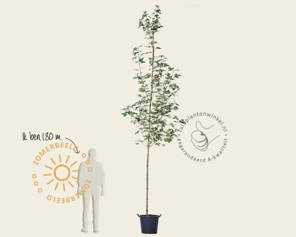 Lage prijs - Acer platanoides ‘Drummondii‘