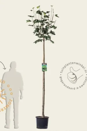 Zojuist toegevoegd | Acer platanoides ‘Globosum‘ - 180 cm stam