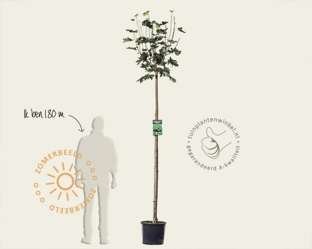 Zojuist toegevoegd | Acer platanoides ‘Globosum‘ - 180 cm stam
