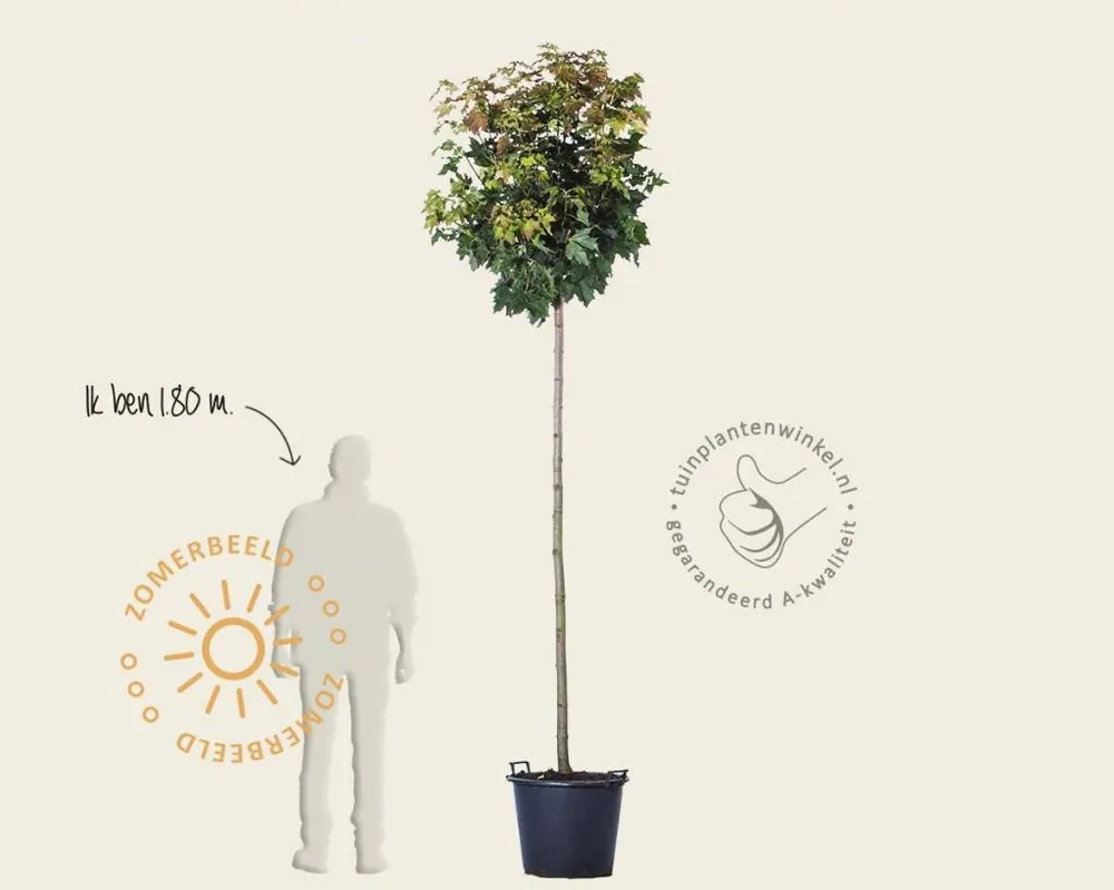 Acer platanoides ‘Globosum‘ - 200 cm stam - Deal