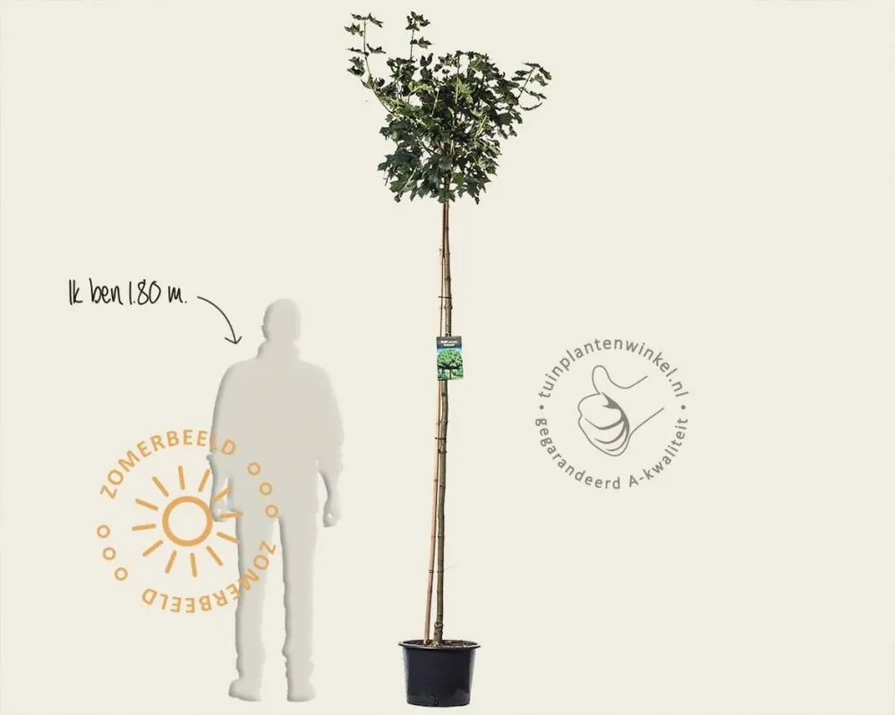 Op = op - Acer platanoides ‘Globosum‘ - 200 cm stam