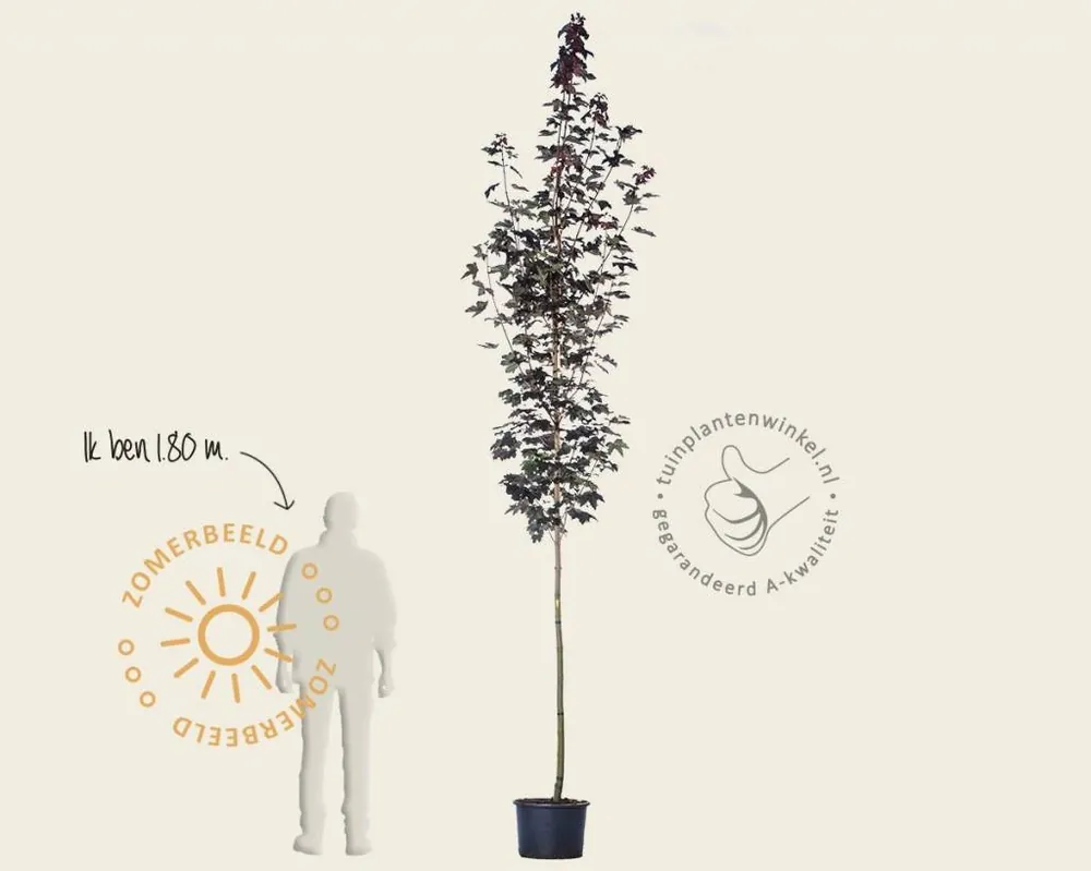 Acer platanoides ‘Royal Red‘ - Veilige betaling