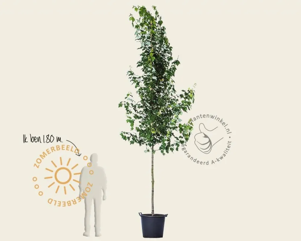 Nieuw | Acer rubrum ‘Brandywine‘