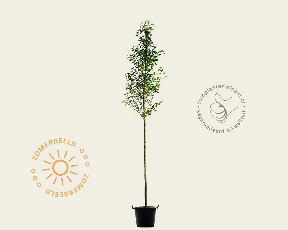 Topkwaliteit - Acer rubrum ‘Red Sunset‘
