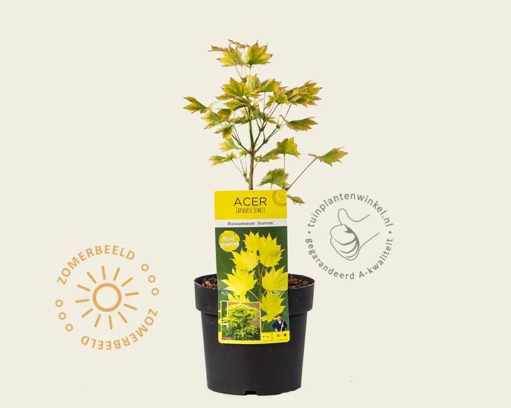 Acer shirasawanum ‘Aureum‘ | Expreslevering