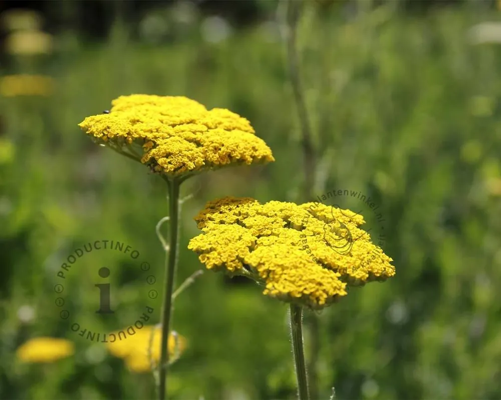 Achillea filipendulina ‘Cloth of Gold‘ - Klaar voor verzending