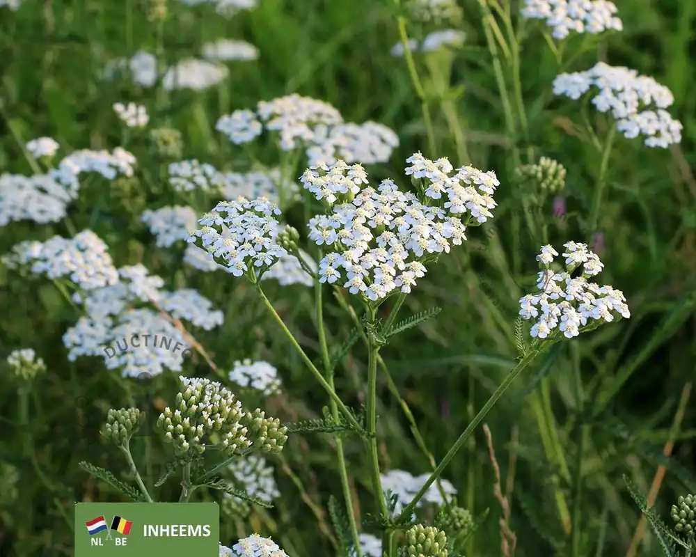 Snelle levering | Achillea millefolium