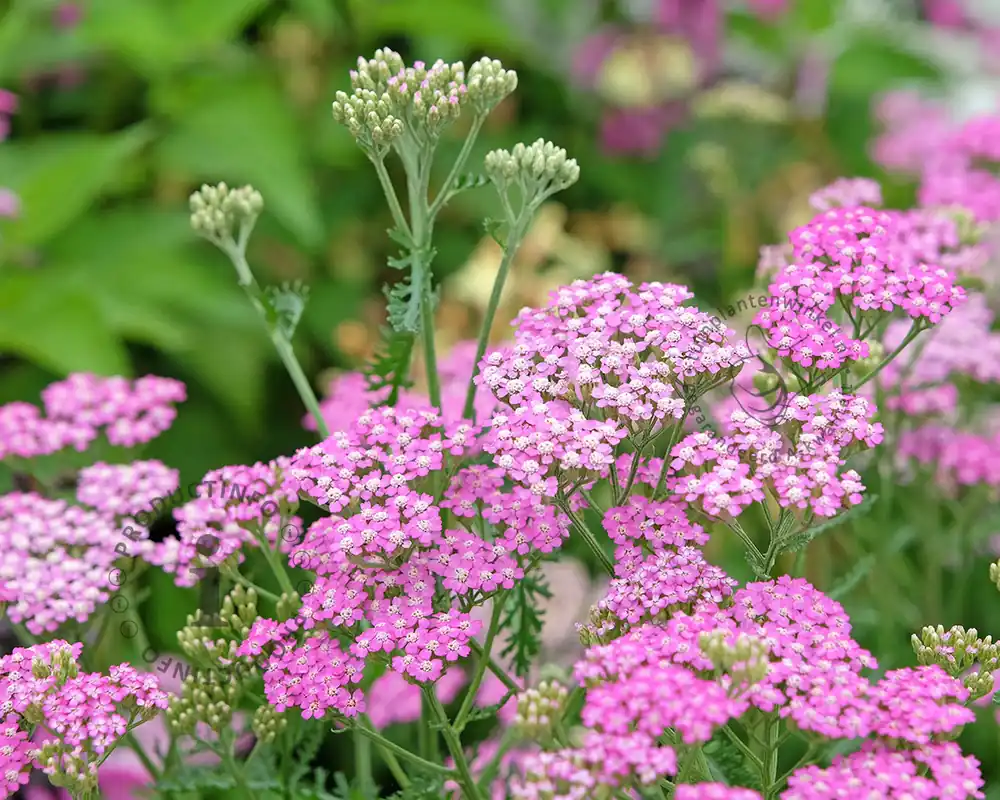 Nog enkele stuks - Achillea millefolium ‘Cerise Queen’