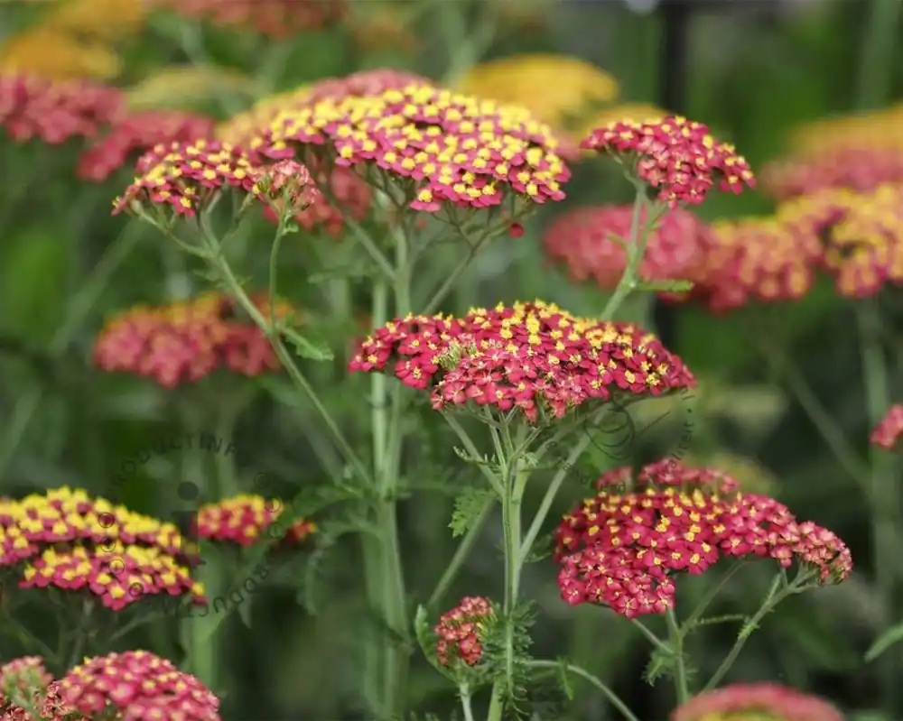 Superprijs | Achillea millefolium ‘Paprika‘