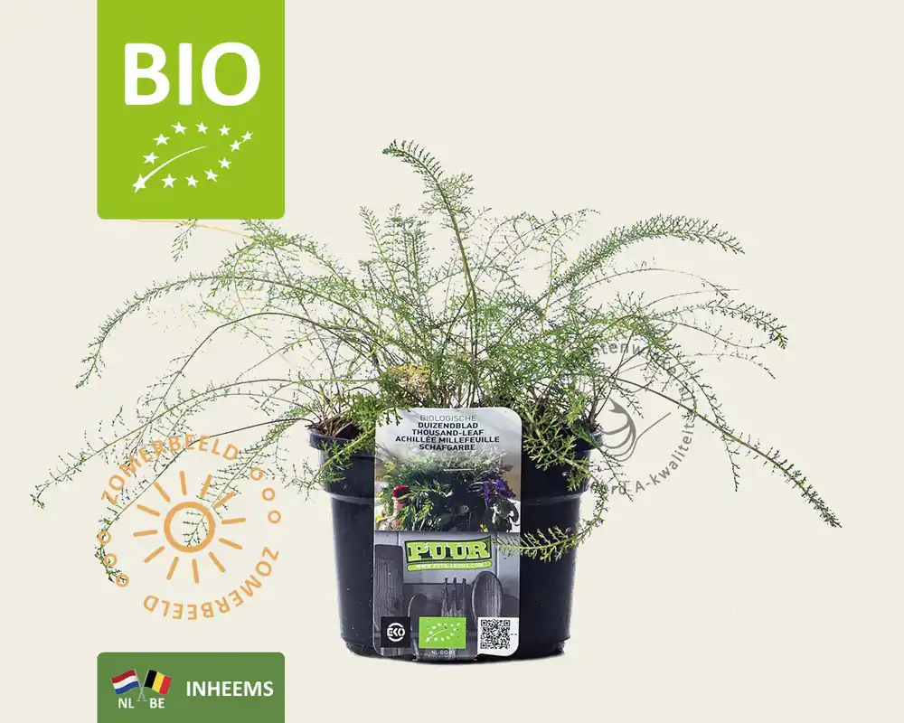 Achillea millefolium Puur - Bestseller