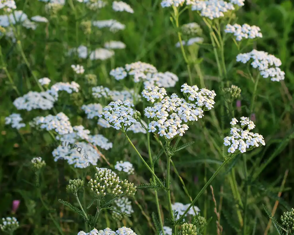 Achillea millefolium ‘Schneetaler’ | Tijdelijke actie