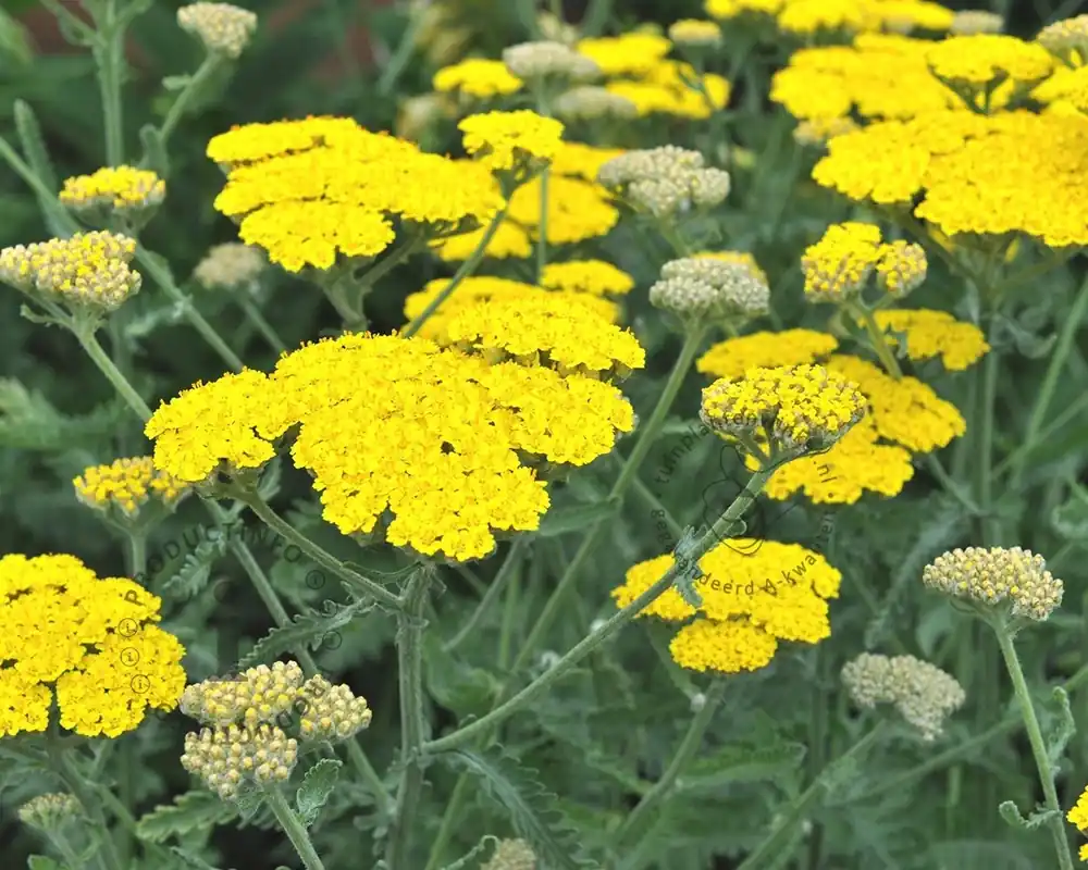 Hoge kwaliteit | Achillea ‘Moonshine‘