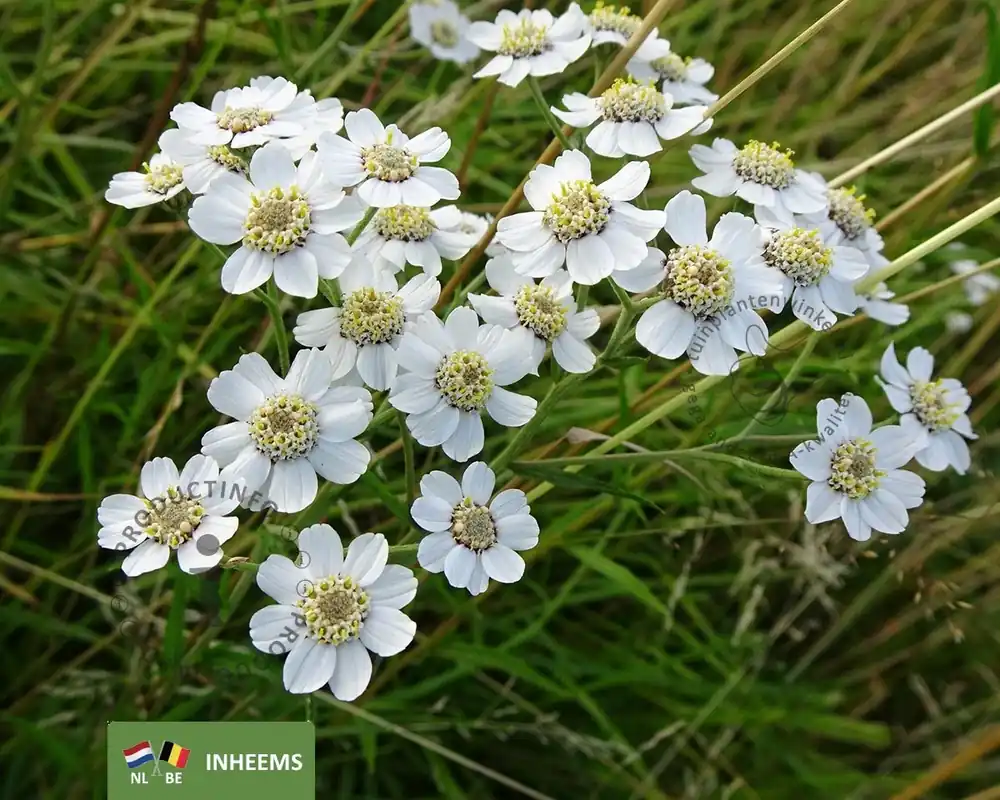Fabrieksprijs | Achillea ptarmica