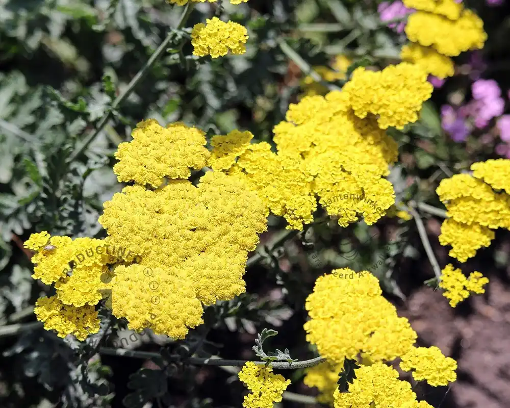 Veel voordeel - Achillea ‘Taygetea‘