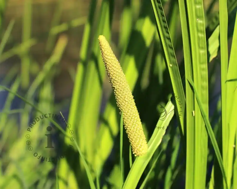 Acorus calamus - Voeg toe aan winkelwagen