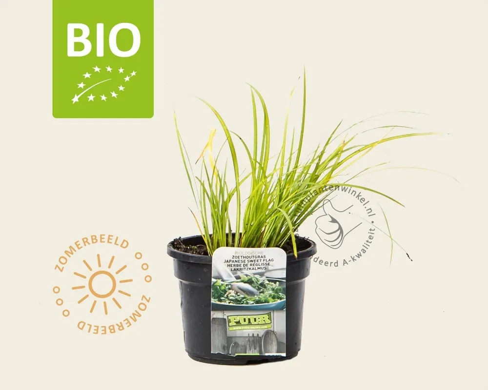 Acorus gramineus ‘Licorice‘ Puur | Nieuw binnengekomen