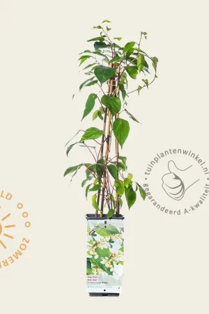 Aanbieding loopt bijna af | Actinidia arguta ‘Weiki‘