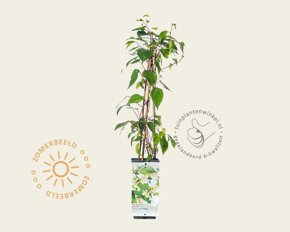 Aanbieding loopt bijna af | Actinidia arguta ‘Weiki‘