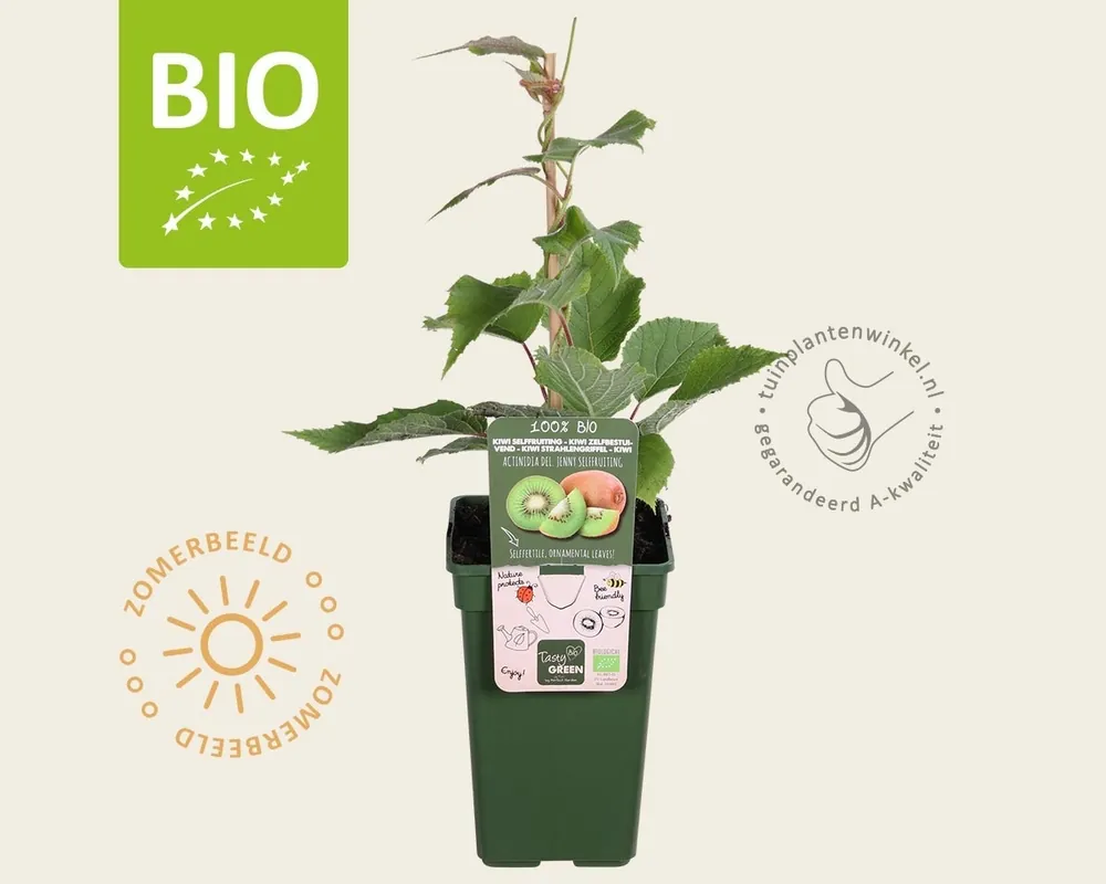 Erg populair - Actinidia deliciosa ‘Jenny‘ (zelfbestuivend) - BIO