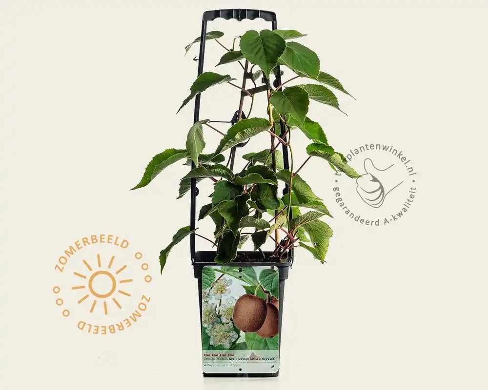 Online bestellen | Actinidia ‘Kiwi Huwelijk‘ (‘Atlas‘ en ‘Hayward‘)