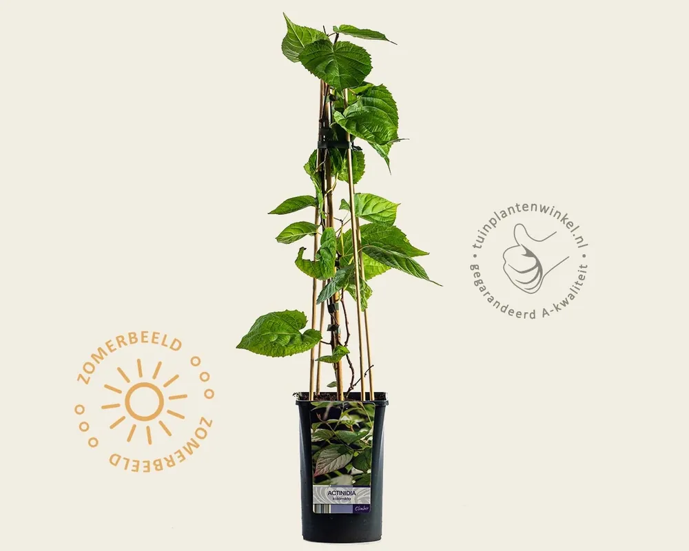 Actinidia kolomikta | Direct bestellen