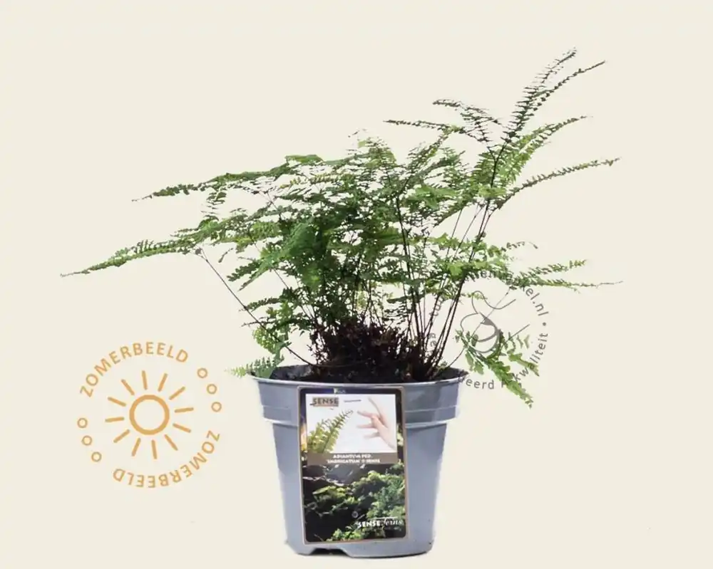 Verlaagde prijs - Adiantum pedatum ‘Imbricatum‘