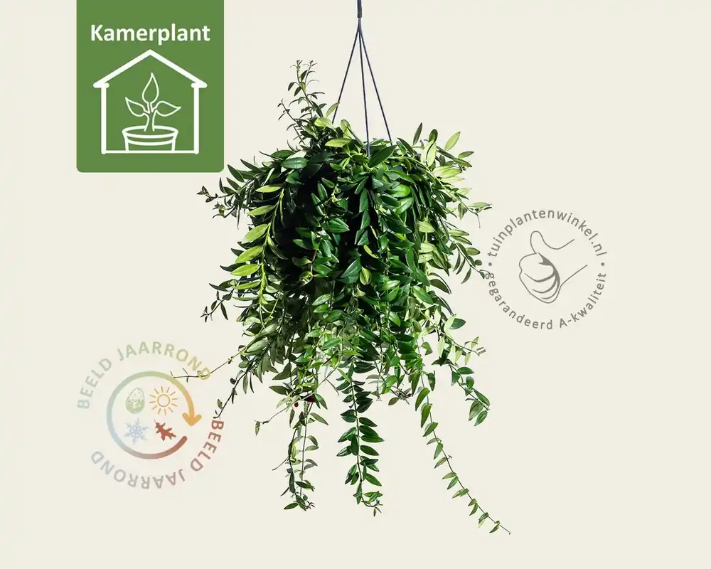 Aeschynanthus ‘Caro Improved‘ - Zolang de voorraad strekt