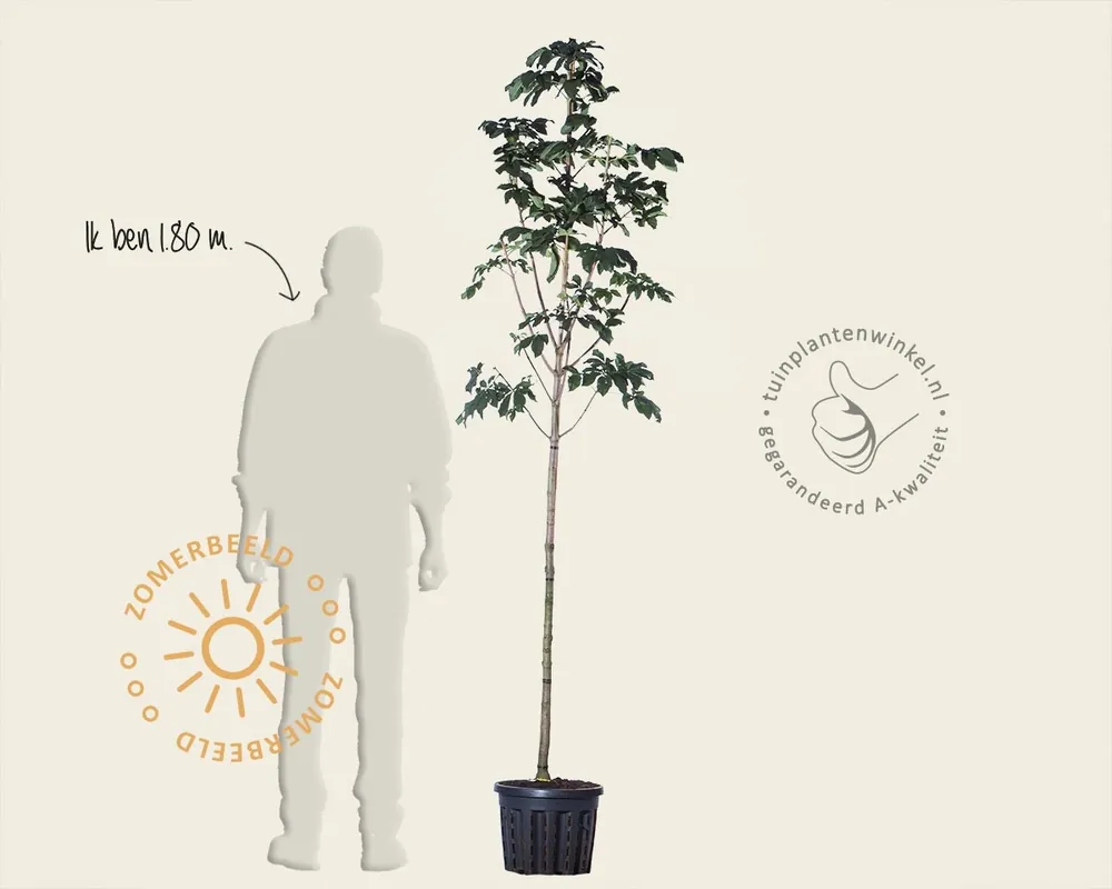 Aesculus carnea ‘Briotii‘ - Favoriet van klanten