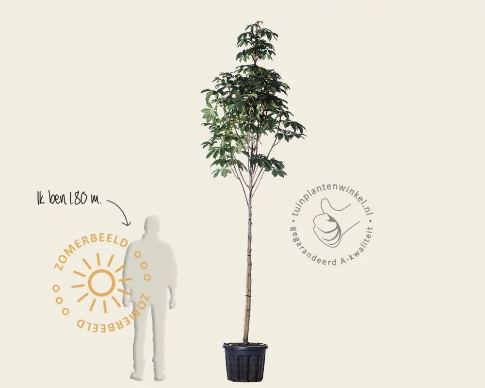 Sale - Aesculus hippocastanum ‘Pyramidalis‘