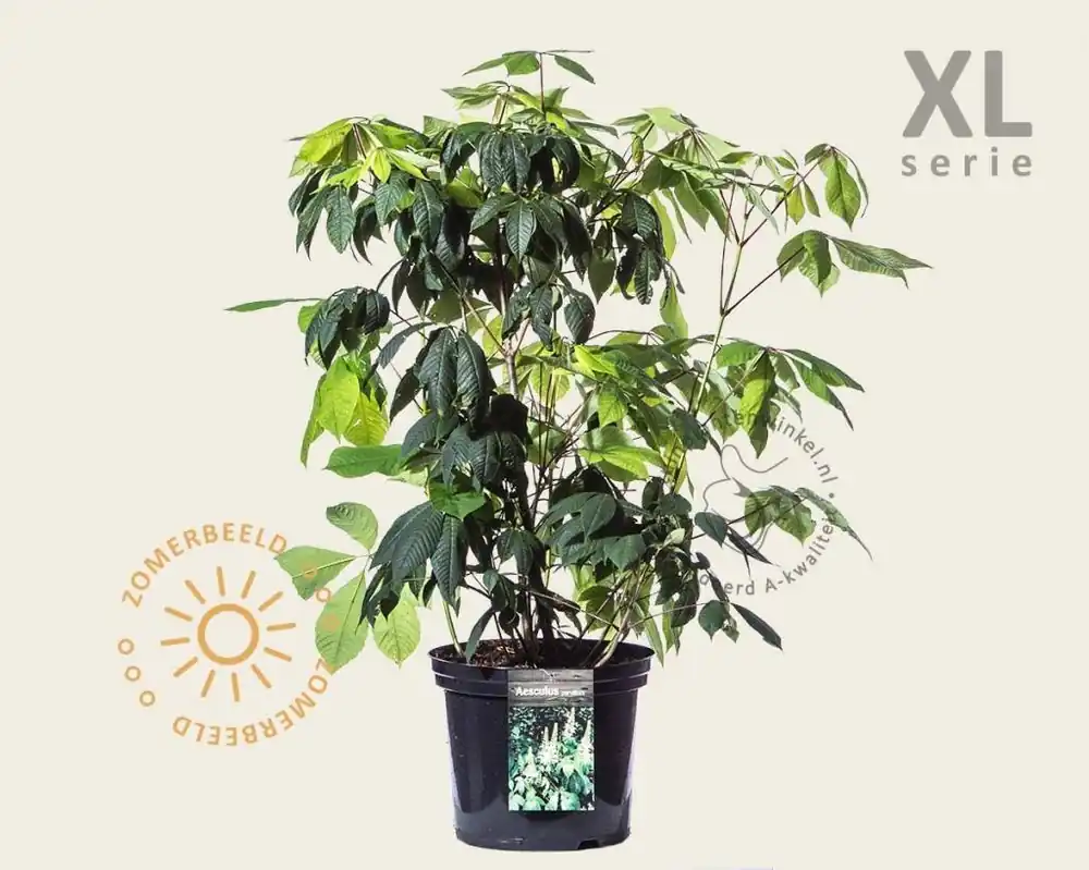 Laatste stuks | Aesculus parviflora - XL