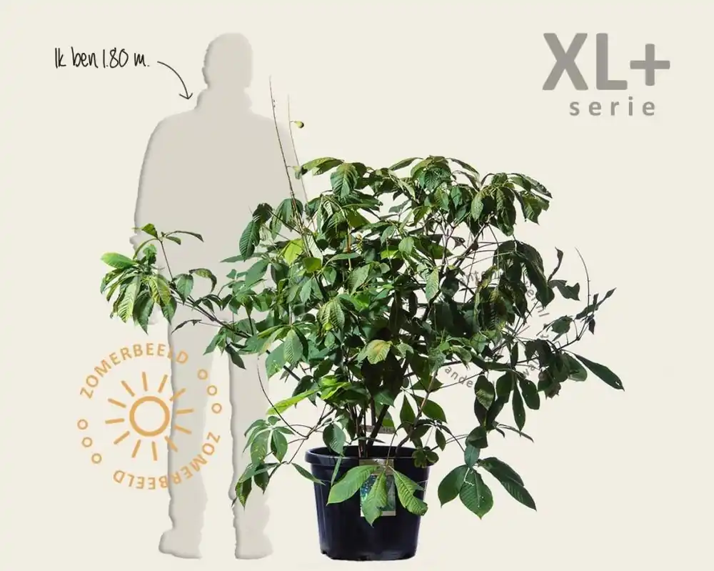 Superprijs | Aesculus parviflora - XL+