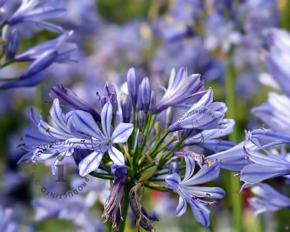 Actieprijs | Agapanthus africanus