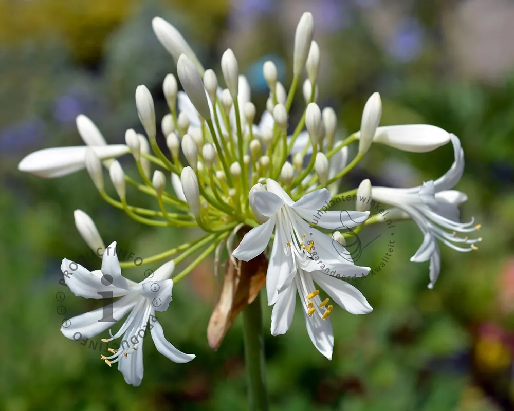 Agapanthus africanus ‘Albidus‘ - Erg populair