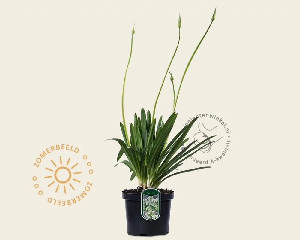 Alleen deze week | Agapanthus africanus ‘Leicester‘