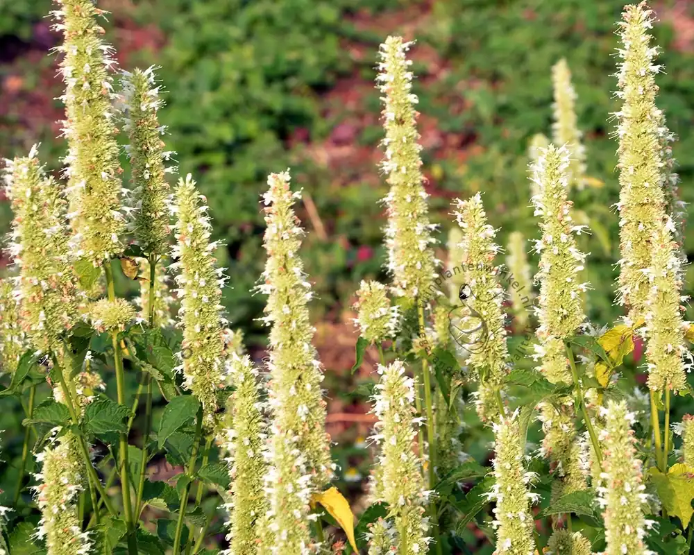 Agastache rugosa ‘Alabaster‘ | Lage prijs