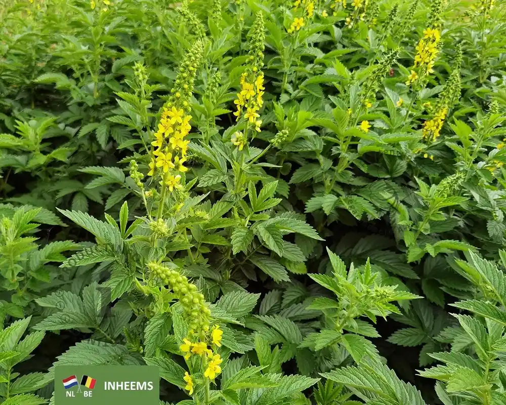 Agrimonia eupatoria | Snelle verzending