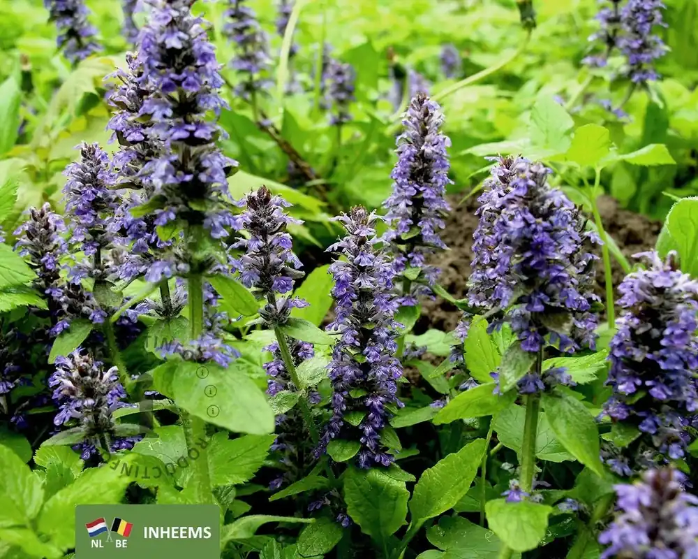 Ajuga reptans | Nieuw in de shop