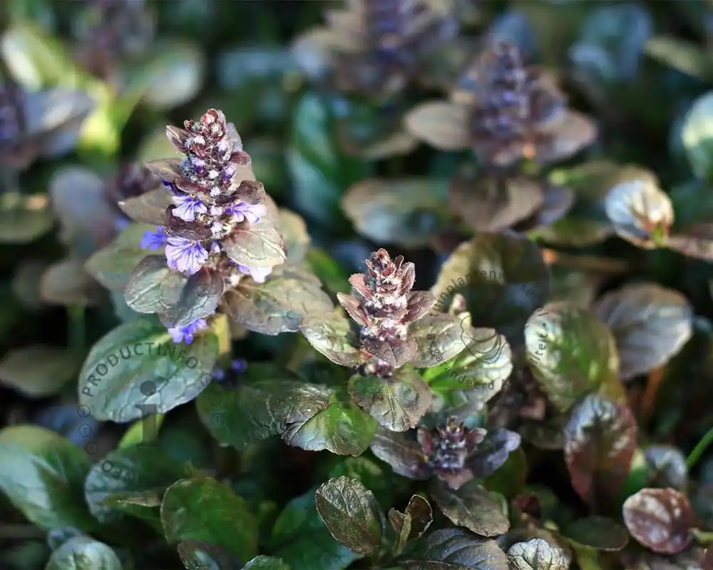 Direct beschikbaar - Ajuga reptans ‘Atropurpurea‘